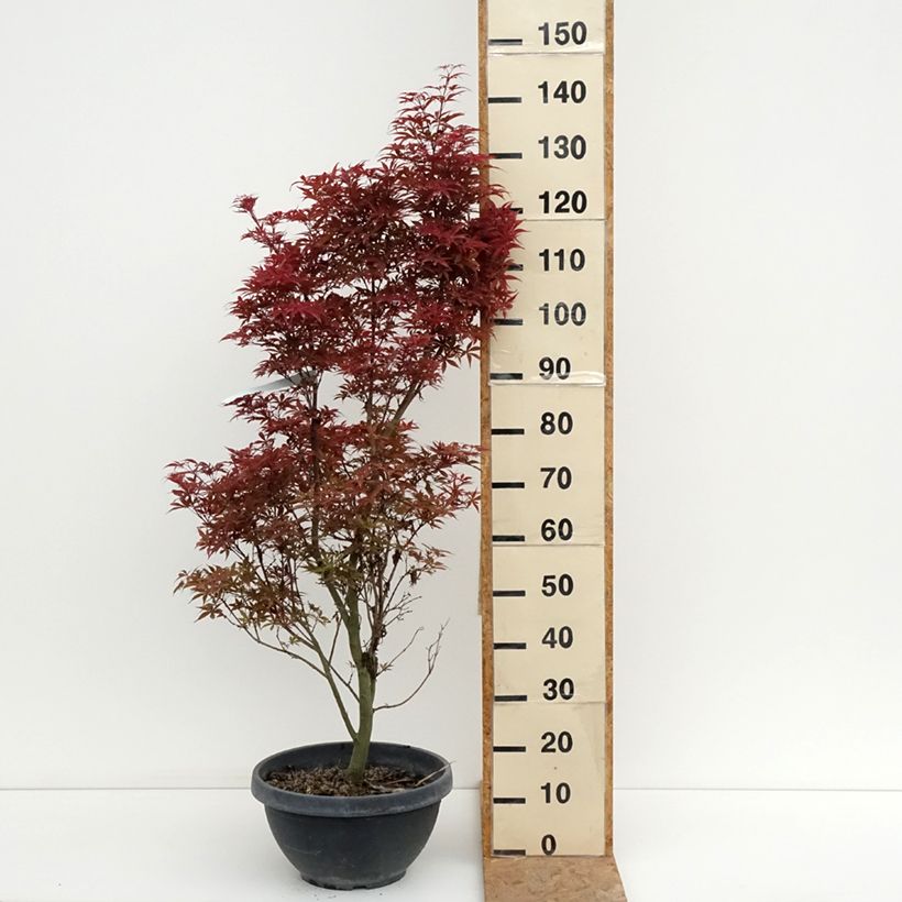Esemplare di Acer palmatum Twomblys Red Sentinel - Acero giapponese Ciotola da 7,5L/10L consegnato in estate