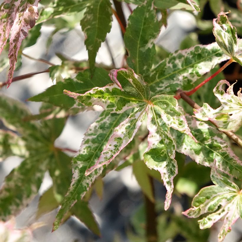 Acer palmatum Ukigumo - Acero giapponese (Foliage)