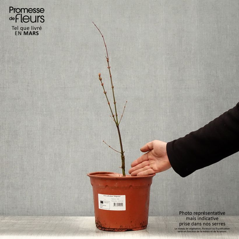 Example of Acer palmatum Ukigumo - Acero giapponese Vaso da 3L/4L as you get in printemps