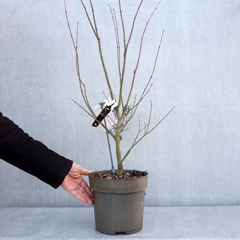 Erable du Japon - Acer palmatum Villa taranto Pot de 4L/5L esemplare consegnato in inverno