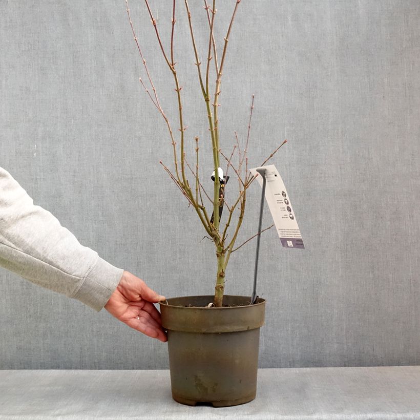 Example of Acer palmatum Villa taranto - Acero giapponese Vaso da 4L/5L as you get in printemps