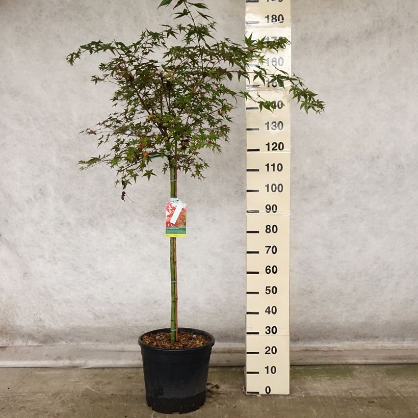 Esemplare di Acer palmatum Beni Maiko - Acero giapponese Vaso da 12L/15L, Vaso impalcato medio come consegnato in autunno