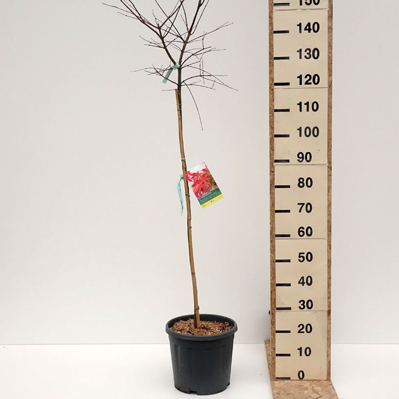 Acer palmatum Beni Maiko - Acero giapponese Vaso da 12L/15L, Vaso impalcato medio esemplare consegnato in inverno