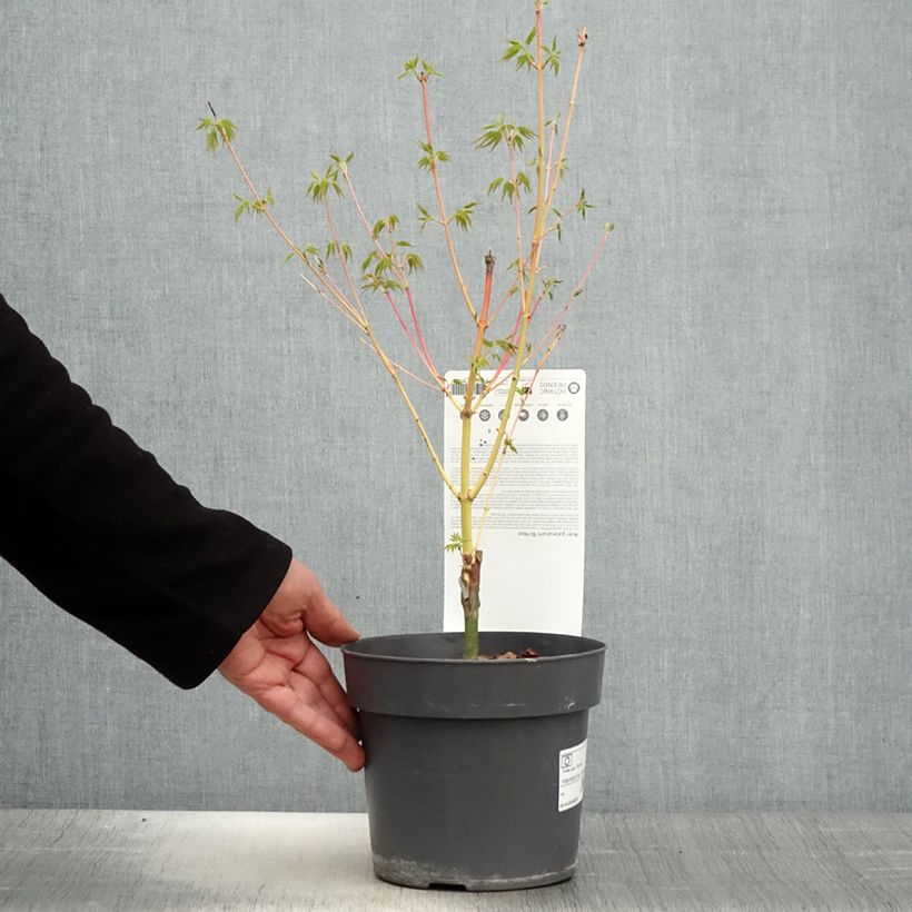 Acer palmatum Bi Hoo - Acero giapponese Vaso da 2L/3L esemplare consegnato in primavera