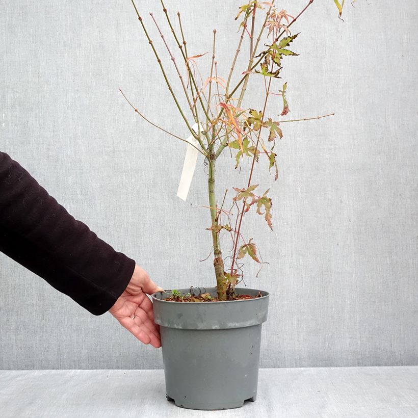 Esemplare di Acer palmatum Koto-No-Ito - Acero giapponese Vaso da 6L/7L come consegnato in autunno