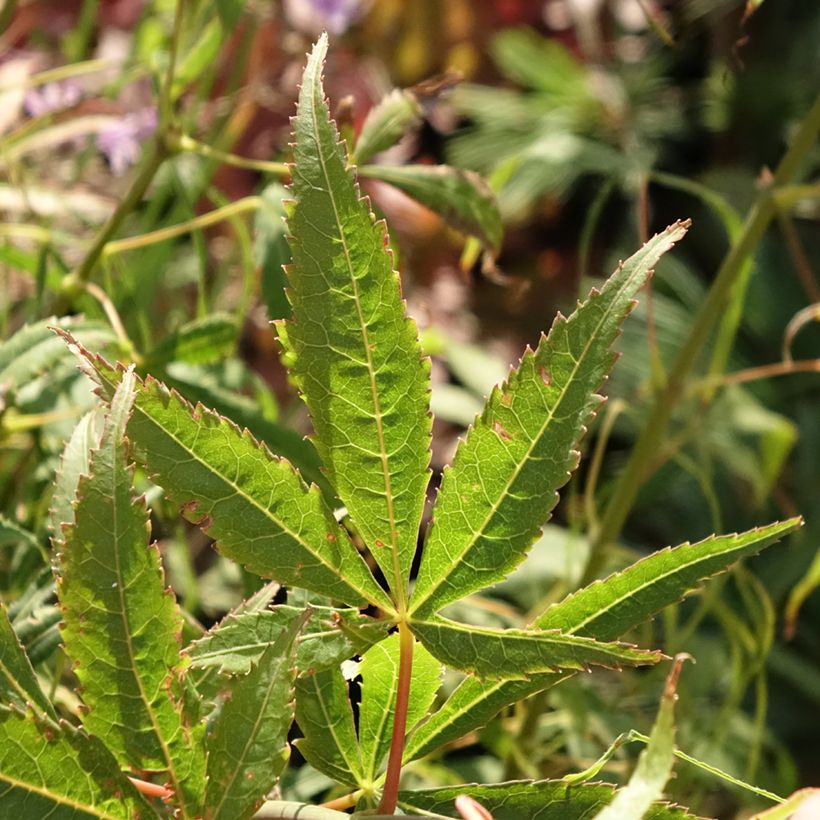 Acer palmatum Koto-No-Ito - Acero giapponese (Fogliame)