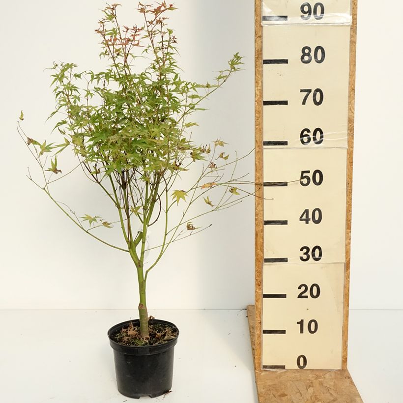 Esemplare di Acer palmatum Phoenix - Acero giapponese Vaso da 2L/3L consegnato in estate