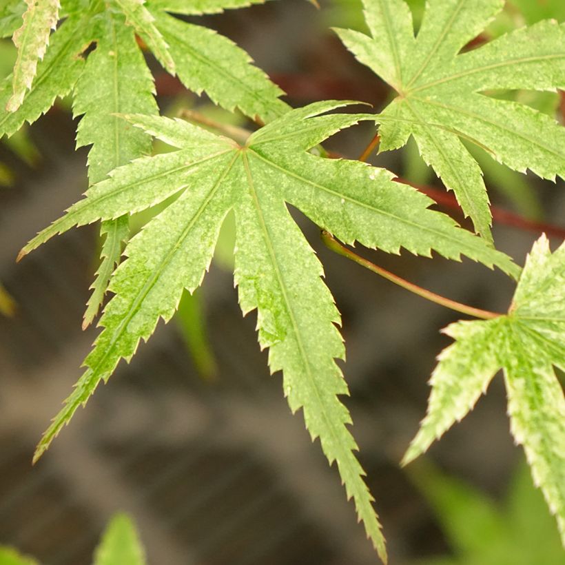 Acer palmatum Phoenix - Acero giapponese (Foliage)
