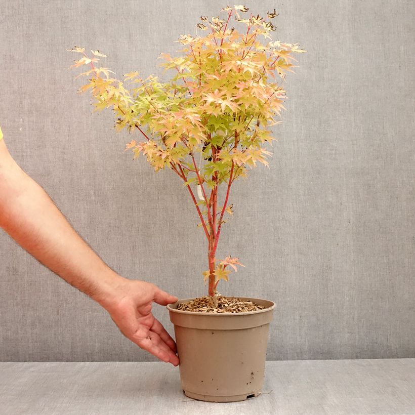 Esemplare di Acer palmatum Red Wood - Acero giapponese Vaso da 4L/5L come consegnato in autunno