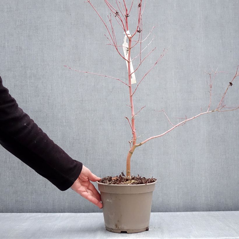 Acer palmatum Ueno Yama - Acero giapponese Vaso da 4L/5L esemplare consegnato in inverno