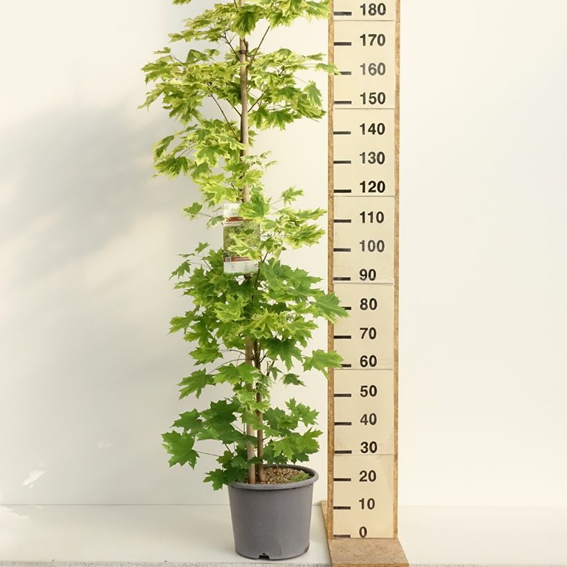 Example of Acer platanoides Drummondii - Acero riccio Vaso da 12L/15L, Astone alto as you get in printemps