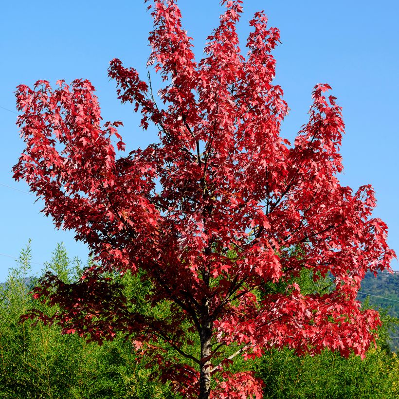 Acer rubrum - Acero Rosso (Plant habit)