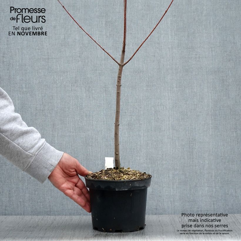 Esemplare di Érable rouge - Acer rubrum Pot de 3L/4L come consegnato in autunno