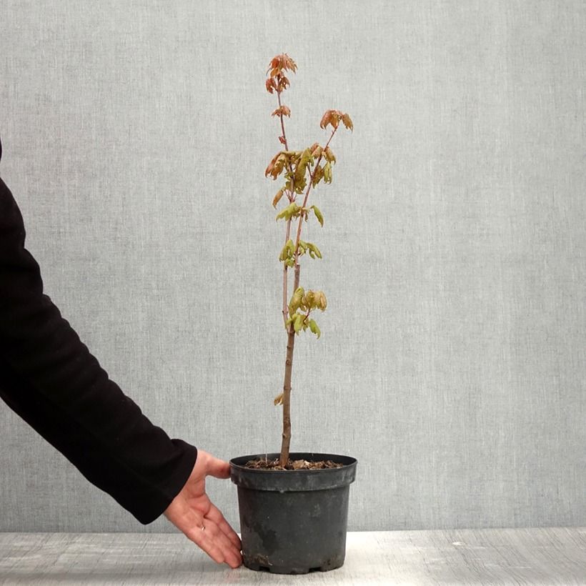 Example of Acer rubrum - Acero Rosso Vaso da 3L/4L as you get in printemps