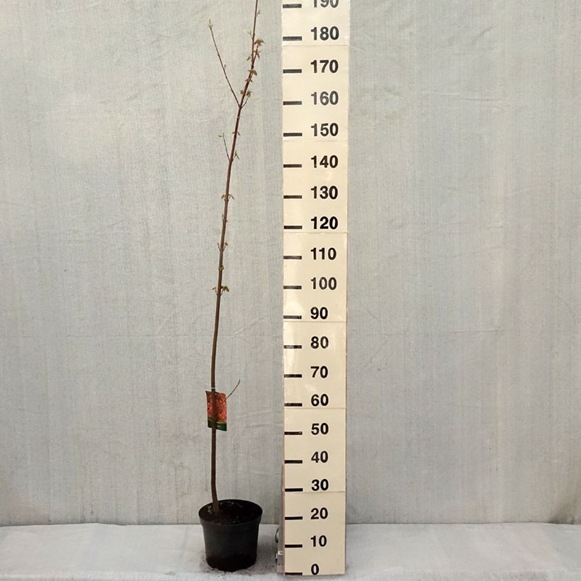 Example of Acer rubrum - Acero Rosso Vaso da 7,5L/10L as you get in printemps