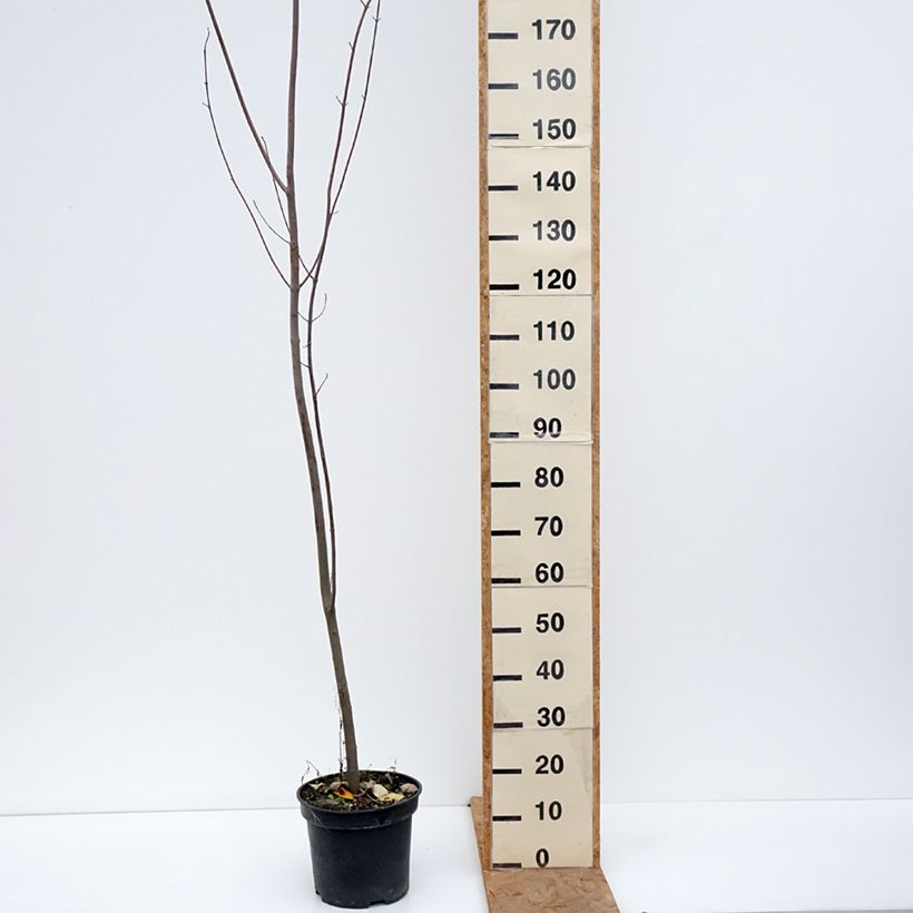 Esemplare di Acer rubrum - Acero Rosso Vaso da 7,5L/10L come consegnato in autunno