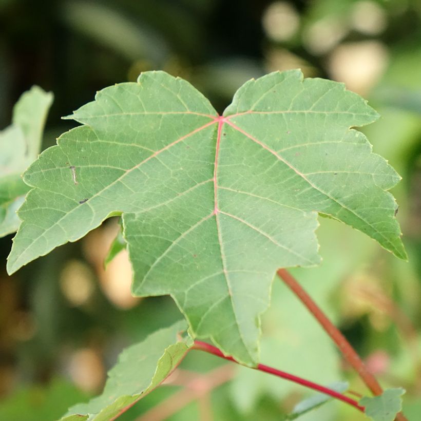 Acer rubrum - Acero Rosso (Foliage)