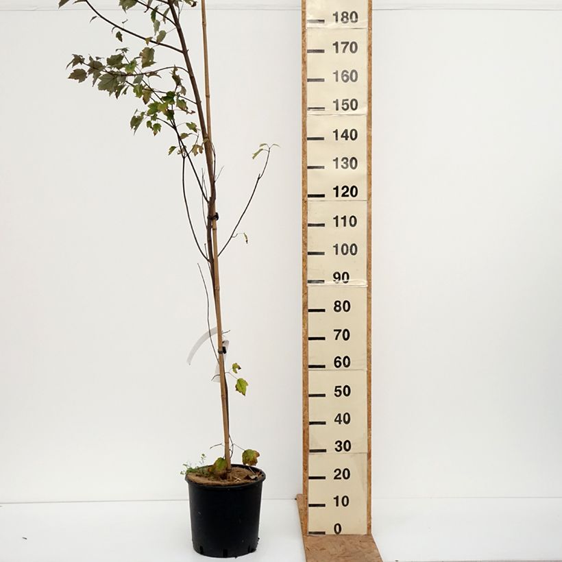 Esemplare di Acer rubrum Summer Red - Acero Rosso Vaso da 12L/15L come consegnato in autunno