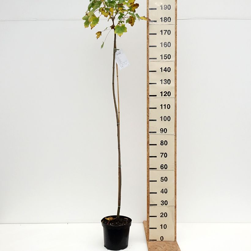 Esemplare di Acer pseudoplatanus Leat's Cottage Vaso da 7,5L/10L, Vaso impalcato come consegnato in autunno