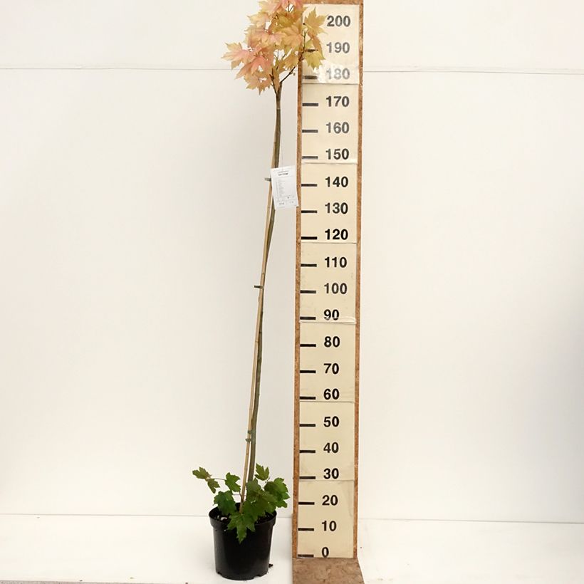 Acer pseudoplatanus Leat's Cottage Vaso da 7,5L/10L, Vaso impalcato esemplare consegnato in primavera