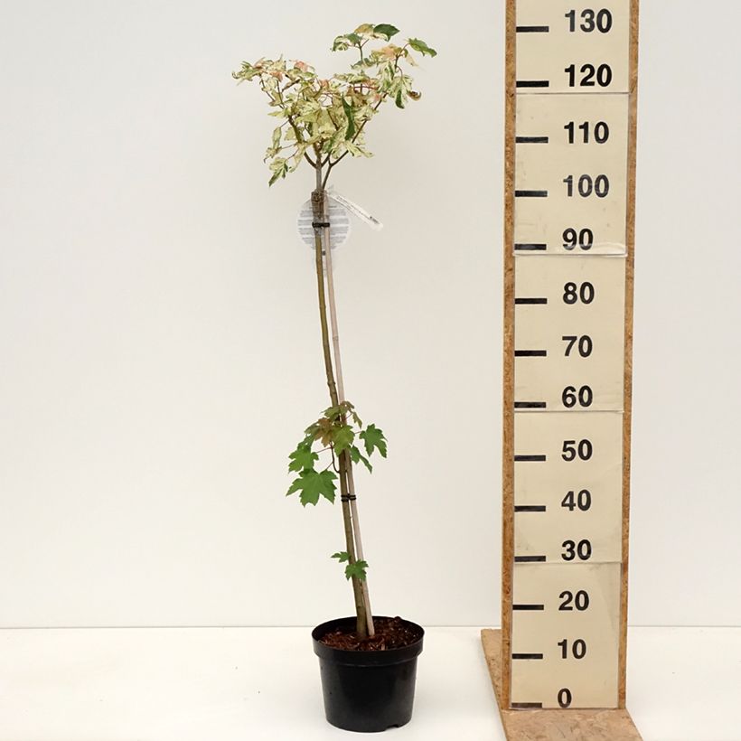 Example of Acer pseudoplatanus Simon-Louis Frères Vaso da 4L/5L, Vaso impalcato as you get in printemps