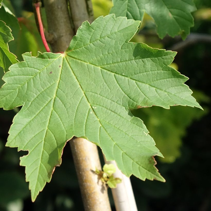 Acer pseudoplatanus Simon-Louis Frères (Foliage)