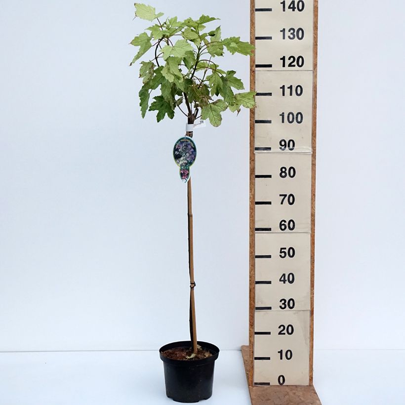 Esemplare di Acer pseudoplatanus Simon-Louis Frères Vaso da 4L/5L, Vaso impalcato come consegnato in autunno