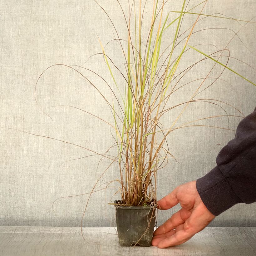 Esemplare di Eragrostis trichodes Vasetto da 8/9 cm come consegnato in autunno