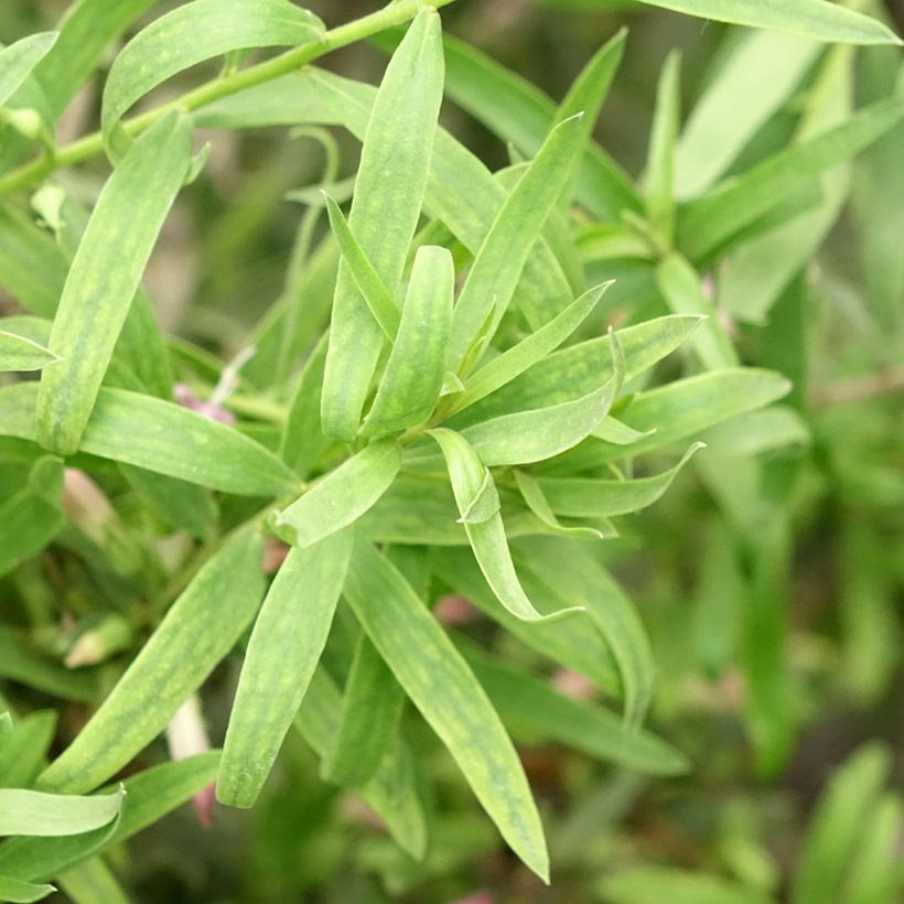 Eremophila laanii (Foliage)