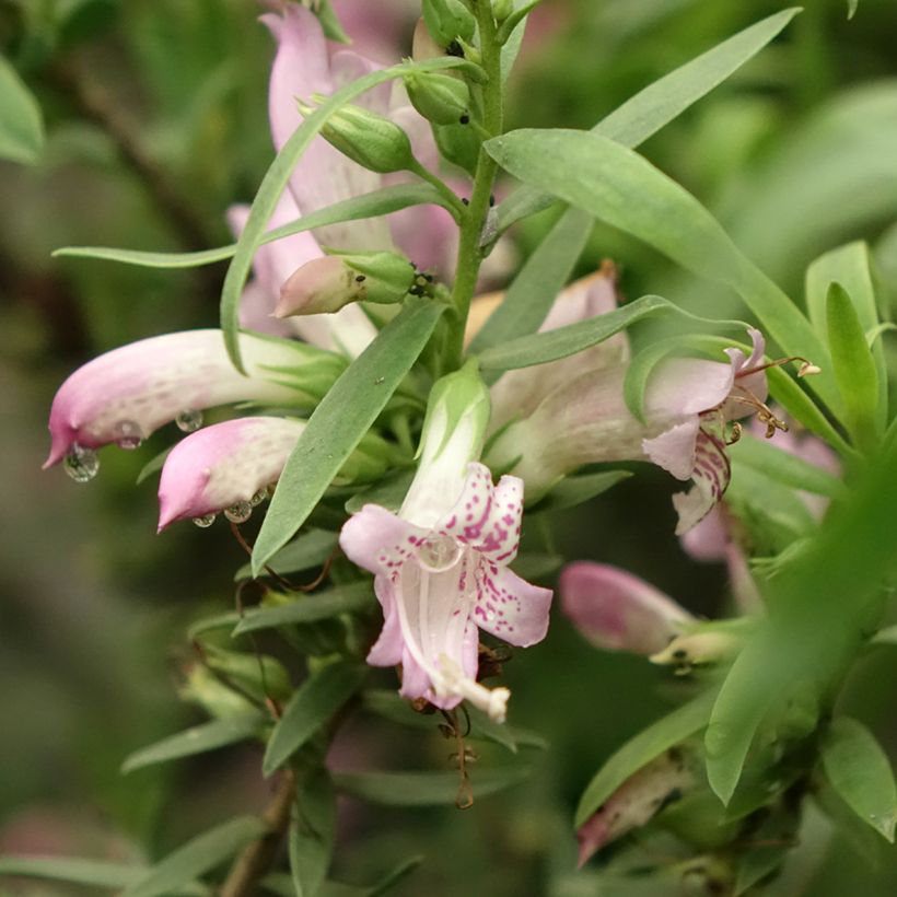 Eremophila laanii (Flowering)