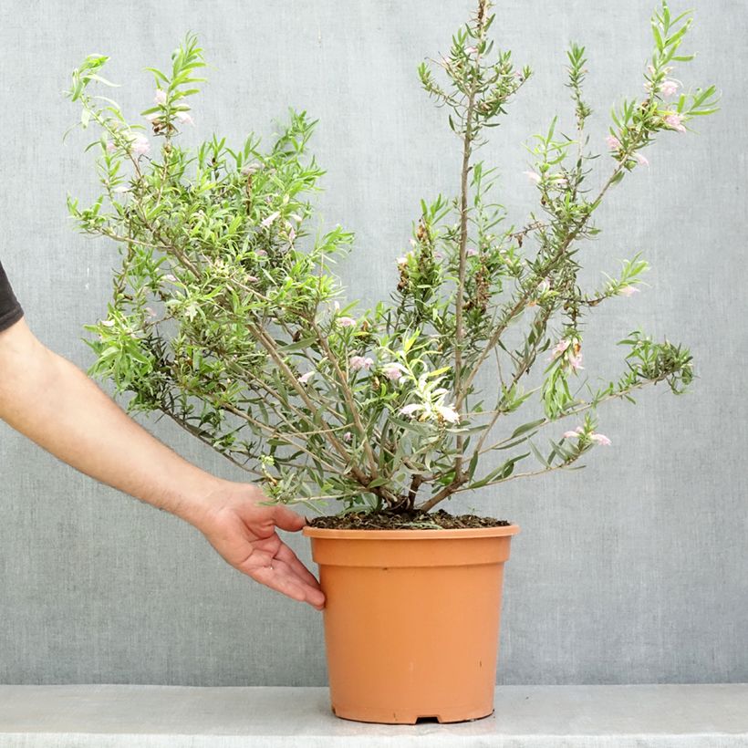 Example of Eremophila laanii Vaso da 7,5L/10L as you get in printemps