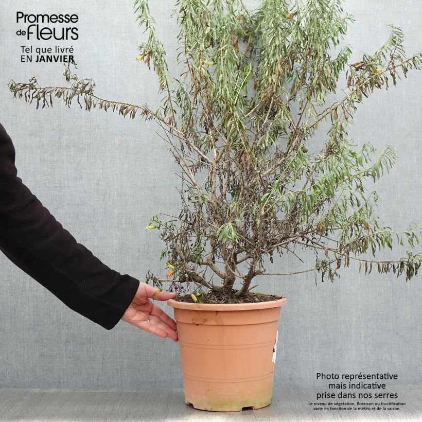 Eremophila maculata Aurea - Eremophile tacheté Pot de 7,5L/10L esemplare consegnato in inverno