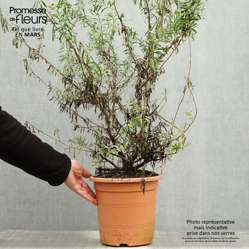 Example of Eremophila maculata Aurea Vaso da 7,5L/10L as you get in printemps