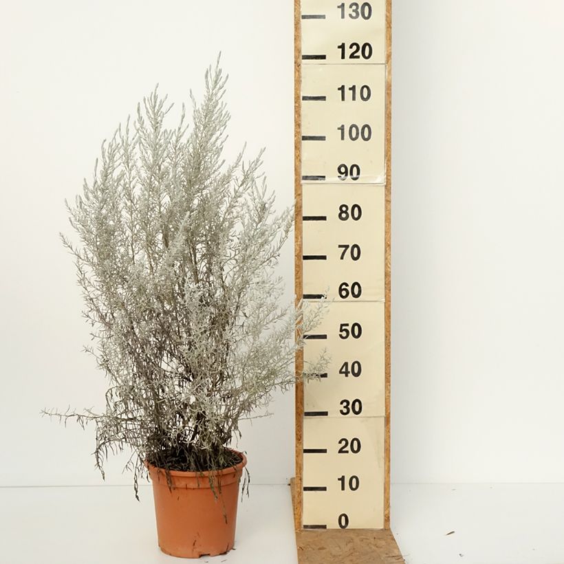 Esemplare di Eremophila nivea Vaso da 3L/4L come consegnato in autunno