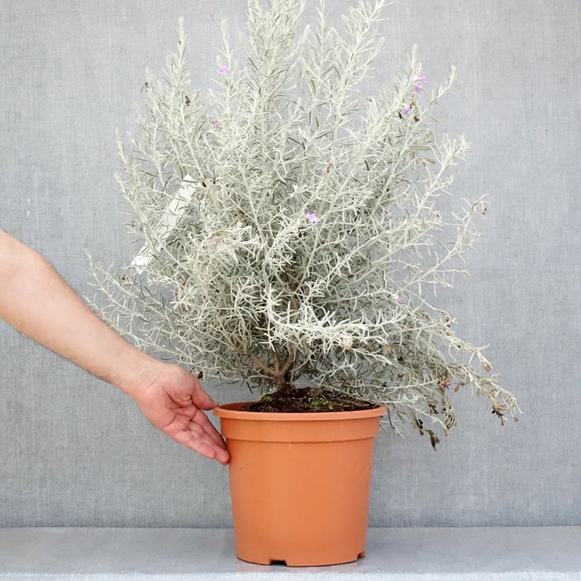 Example of Eremophila nivea Vaso da 7,5L/10L as you get in printemps