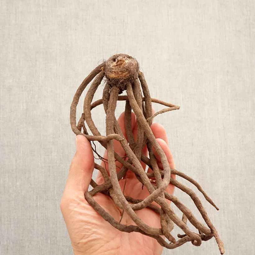 Eremurus bungei Bulbo taglia I esemplare consegnato in primavera