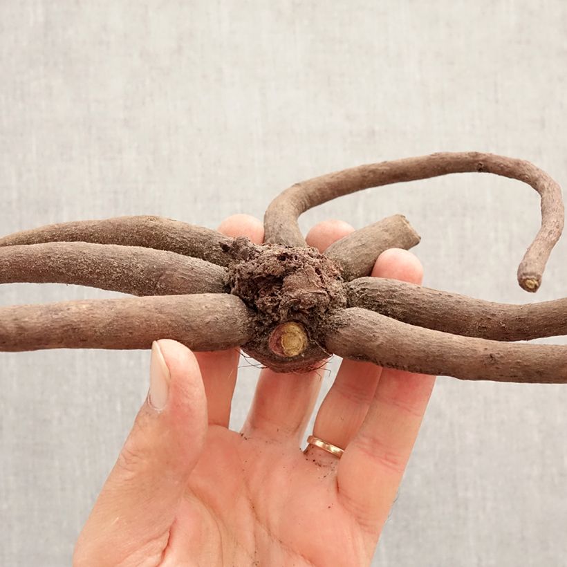 Eremurus himalaicus Bulbo taglia I esemplare consegnato in primavera