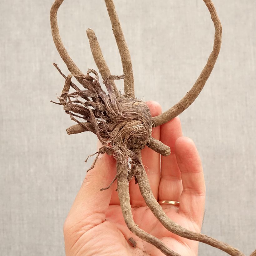 Eremurus Tap Dance Bulbo taglia I esemplare consegnato in primavera