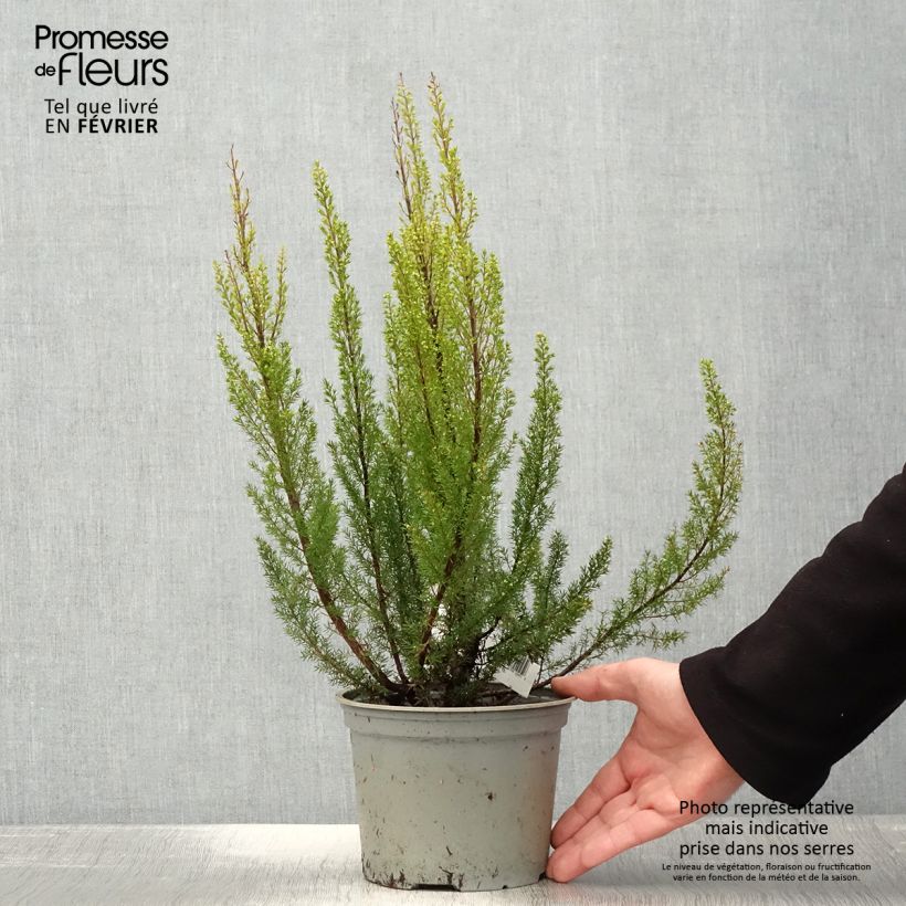 Erica arborea Alpina - Bruyère arborescente Pot de 2L/3L esemplare consegnato in inverno