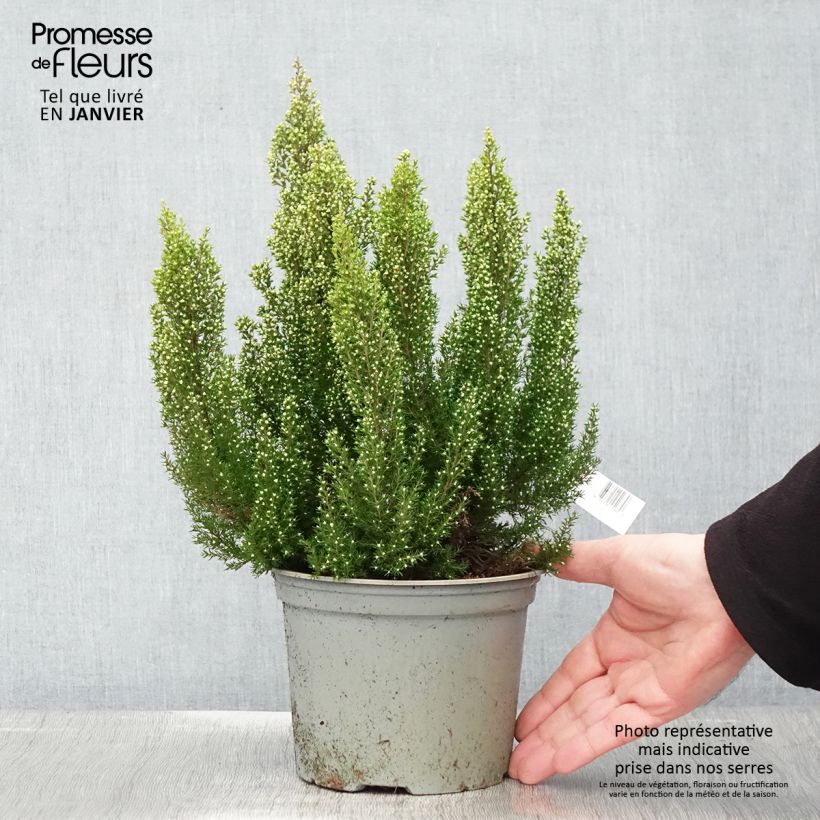 Erica arborea Estrella Gold - Bruyère arborescente Pot de 2L/3L esemplare consegnato in inverno
