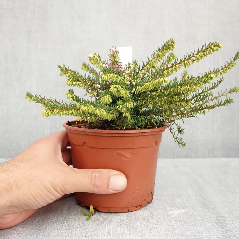 Esemplare di Erica darleyensis Darley Dale Vaso da 1L/1,5L come consegnato in autunno