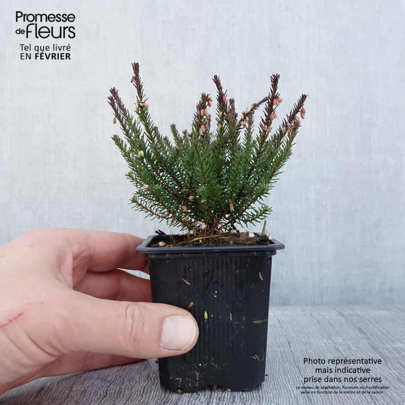Erica darleyensis Lea - Bruyère d'hiver Godet de 8/9 cm esemplare consegnato in inverno