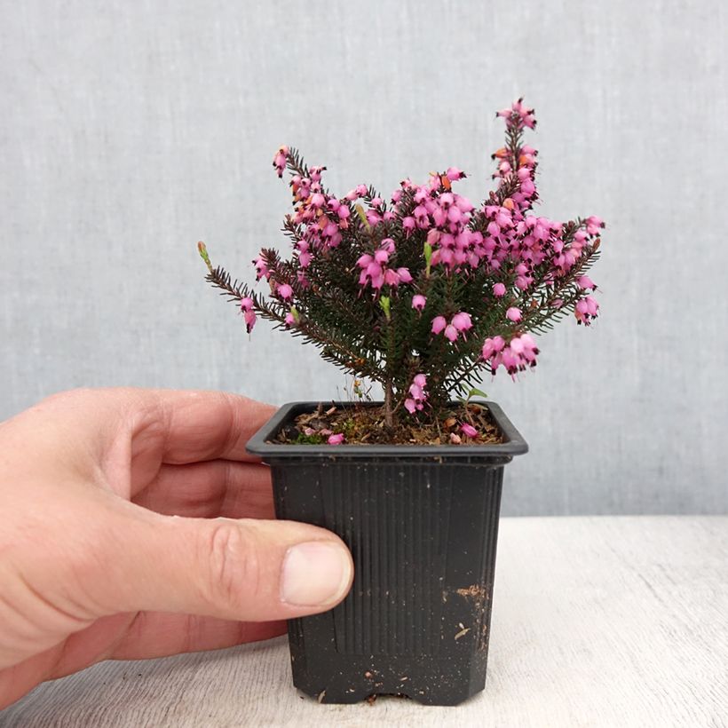 Example of Erica darleyensis Lea Vasetto da 8/9 cm as you get in printemps