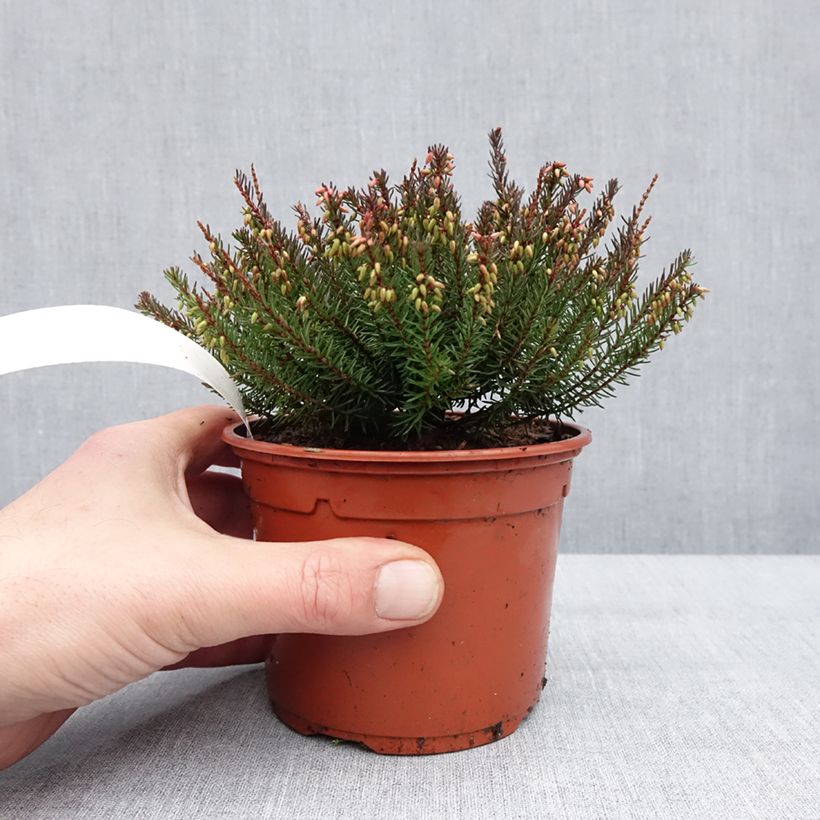 Erica darleyensis Lea - Bruyère d'hiver Pot de 1L/1,5L esemplare consegnato in inverno