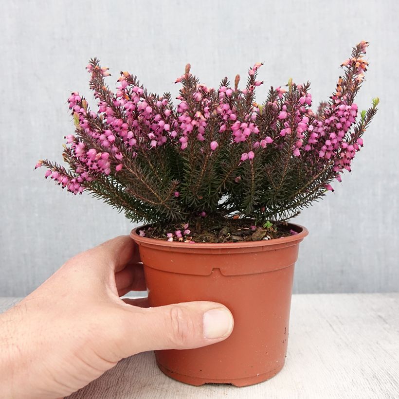 Example of Erica darleyensis Lea Vaso da 1L/1,5L as you get in printemps