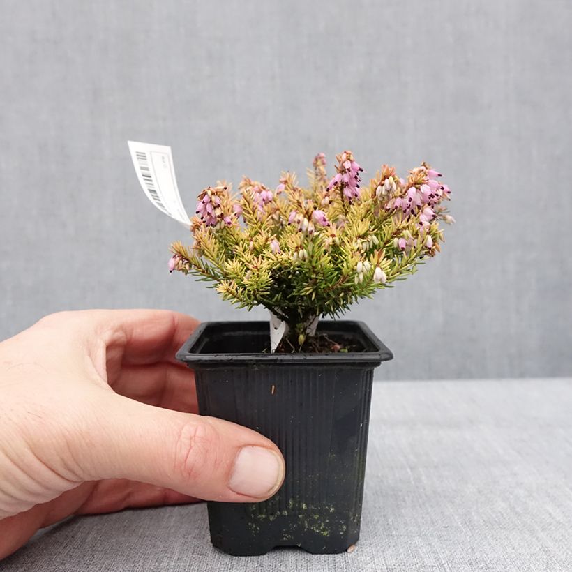 Erica darleyensis Marie Helen - Bruyère d'hiver Godet de 8/9 cm esemplare consegnato in inverno