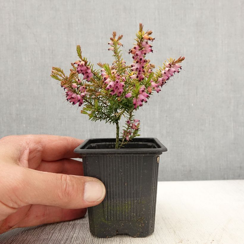 Example of Erica darleyensis Marie Helen Vasetto da 8/9 cm as you get in printemps