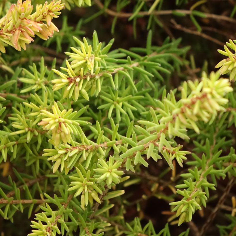 Erica darleyensis Marie Helen (Foliage)