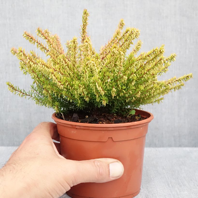 Esemplare di Erica darleyensis Marie Helen Vaso da 1L/1,5L come consegnato in autunno