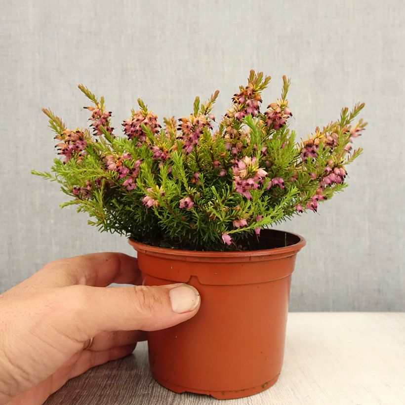 Example of Erica darleyensis Marie Helen Vaso da 1L/1,5L as you get in printemps